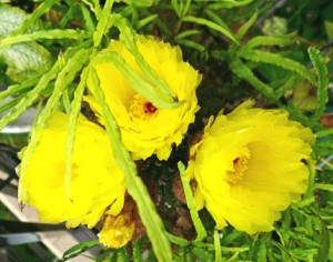 サボテンの花