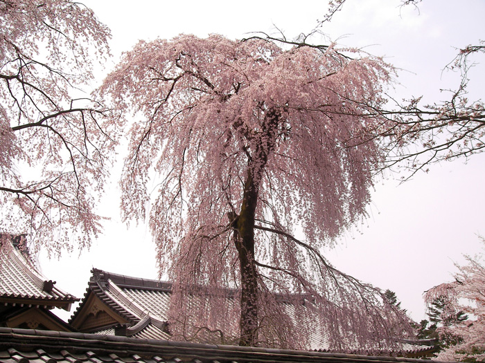 醍醐寺の桜3