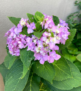 返り咲き紫陽花