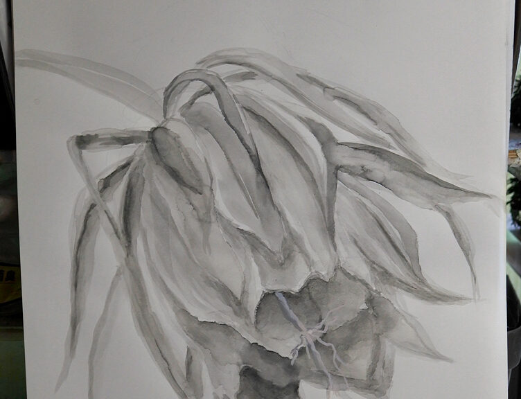 月下美人　下絵