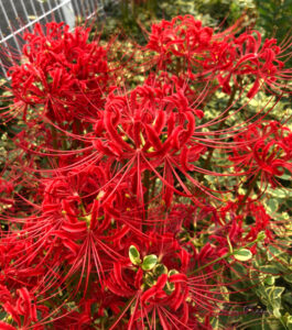 彼岸花