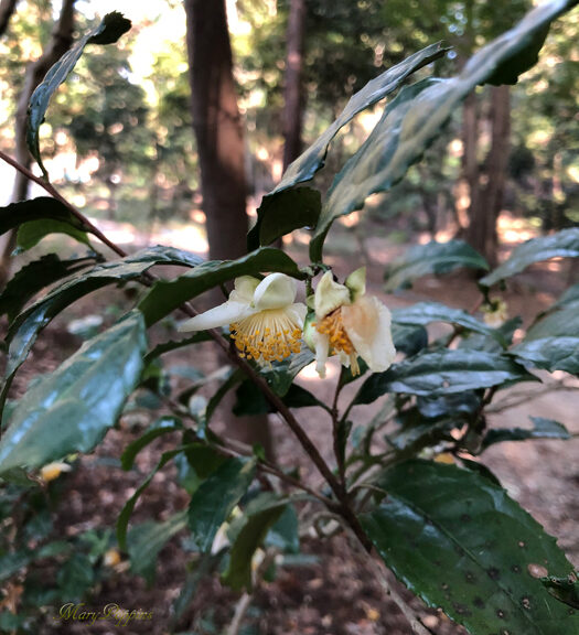 茶の花