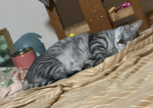 あっくん