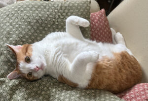 小ニャンズ