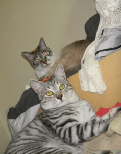 あっくんとみゃあちん