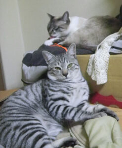 みゃあちんとあっくん