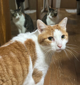 みいちゃんとひめちゃん